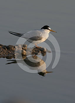 Little tern, Sterna albifrons