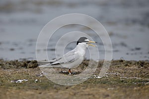 Little tern, Sterna albifrons