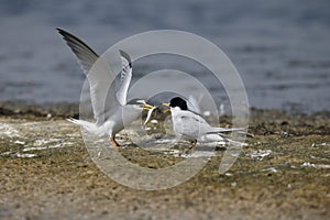 Little tern, Sterna albifrons