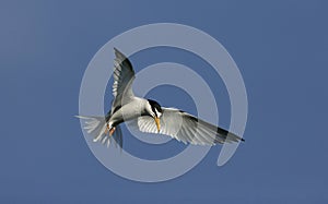 Little tern, Sterna albifrons