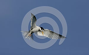 Little tern, Sterna albifrons photo