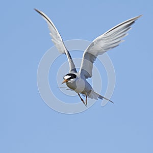 Little tern Sternula albifrons