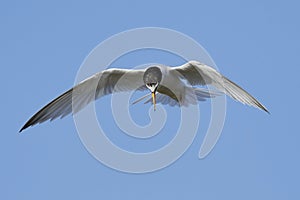 Little tern Sternula albifrons