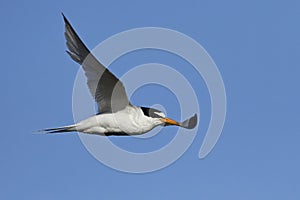 Little tern Sternula albifrons