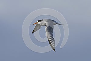 Little tern Sternula albifrons