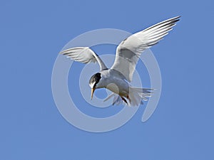 Little tern Sternula albifrons