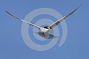 Little tern Sternula albifrons