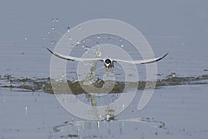 Little tern Sternula albifrons