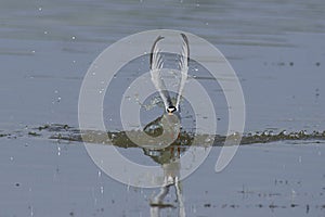 Little tern Sternula albifrons