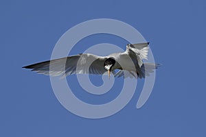 Little tern Sternula albifrons