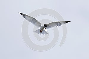 Little tern Sternula albifrons