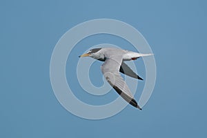 Little tern Sternula albifrons