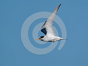 Little tern Sternula albifrons