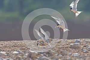 Little tern Sternula albifrons