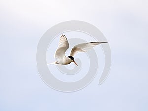 Little Tern (Sternula albifrons)