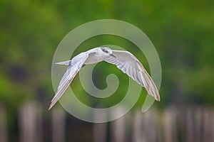 Little tern(Sternula albifrons)