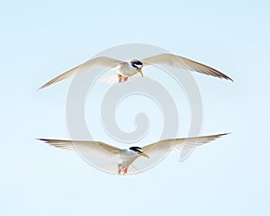 Little tern Sternula albifrons