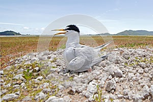 Little tern Sternula albifrons Baby Birds of Thailand