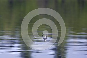 Little tern Sternula albifrons diving full speed in a lake in Germany