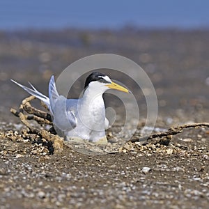 Little Tern