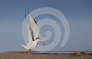 Little Tern - Sternula albifrons - male