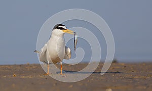 Little Tern - Sternula albifrons - male