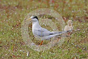 Little tern Sternula albifrons Two baby birds