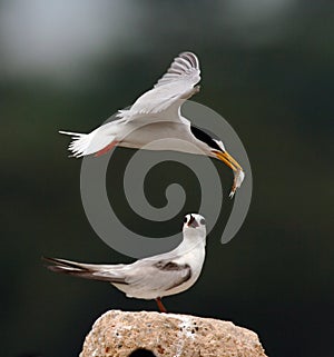 Little Terns photo