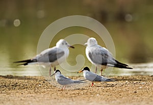 Little Terns and Black-headed gulls