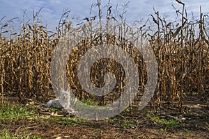 Little terrier dog lying beside a corn field