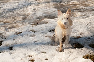 Malý teriér pes na sníh 