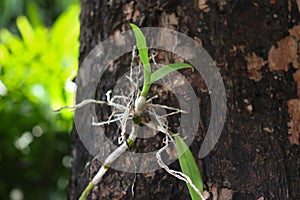 Little Thailand orchid on the tree,Dendrobium orchid flower.