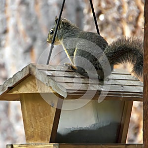 The Little Thief and the Bird Feeder