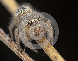 Little thyene Imperialis spider posing on a branch photo
