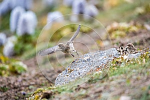 Little tibetan rosefinch flying