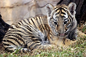 Little tiger cub