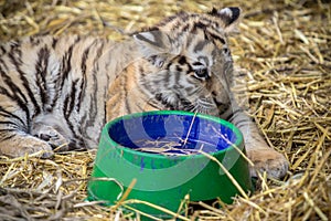 Tiger cub with a bowl of water