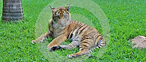 A little tiger rests in the grass