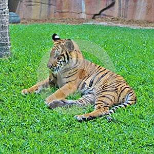 A little tiger rests in the grass