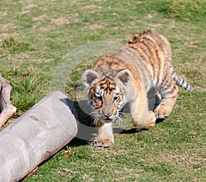 Little tiger run, srgb image