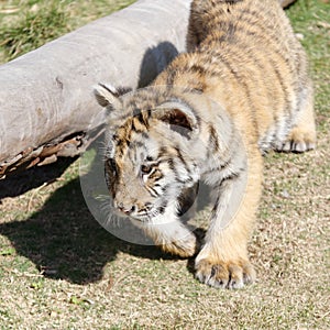 Little tiger running, srgb image