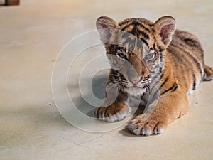 Little Tiger at Tiger Park Chonburi Province