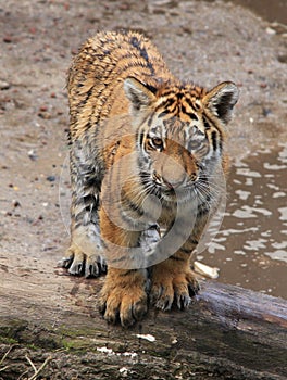 Little tiger at the water
