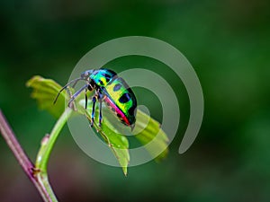 A little tiny bug is hooping around a branch of leaves