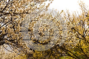 Little tiny colorful flowers in a garden at Soul's Changdeokgung Palace, South Korea. photo