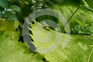 Little tiny green tree frog on vivid green background