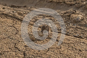 Little tired elephant shrew with closed eyes take a break at a stone