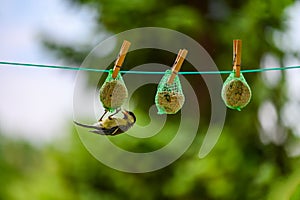 The little titmouse is hung on a ball of tallow. On a blurred background is a green tree