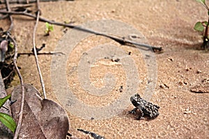 Little toad camouflaged photo
