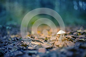 Little toadstool in sunbeam
